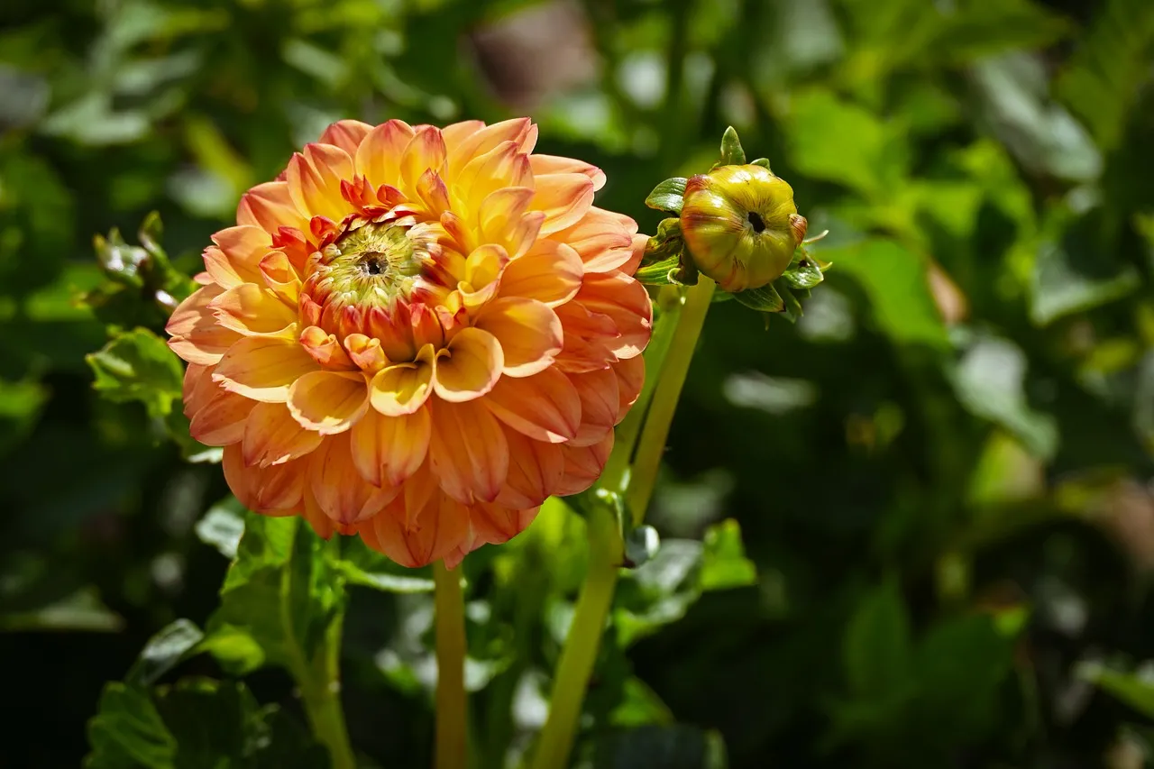 Vibrant Orange Dahlia: A Summer Blossom in Full Radiance