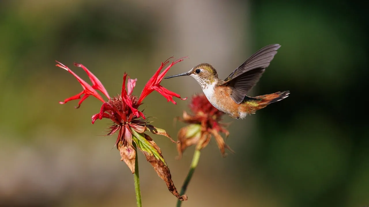 Vibrant Rufous Hummingbird Nectaring on a Fiery Red Flower