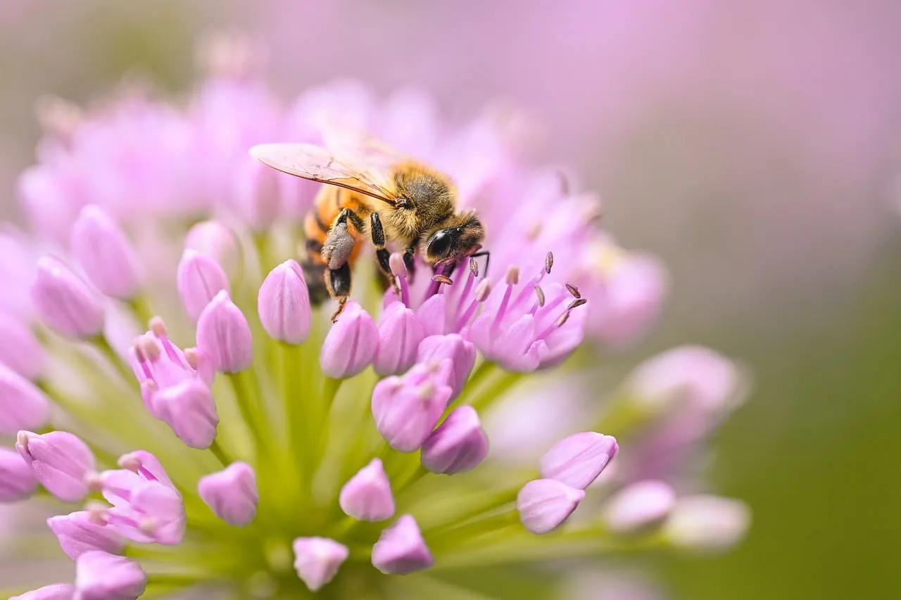 Vibrant Macro: Honeybee Pollinating a Lilac Allium Flower