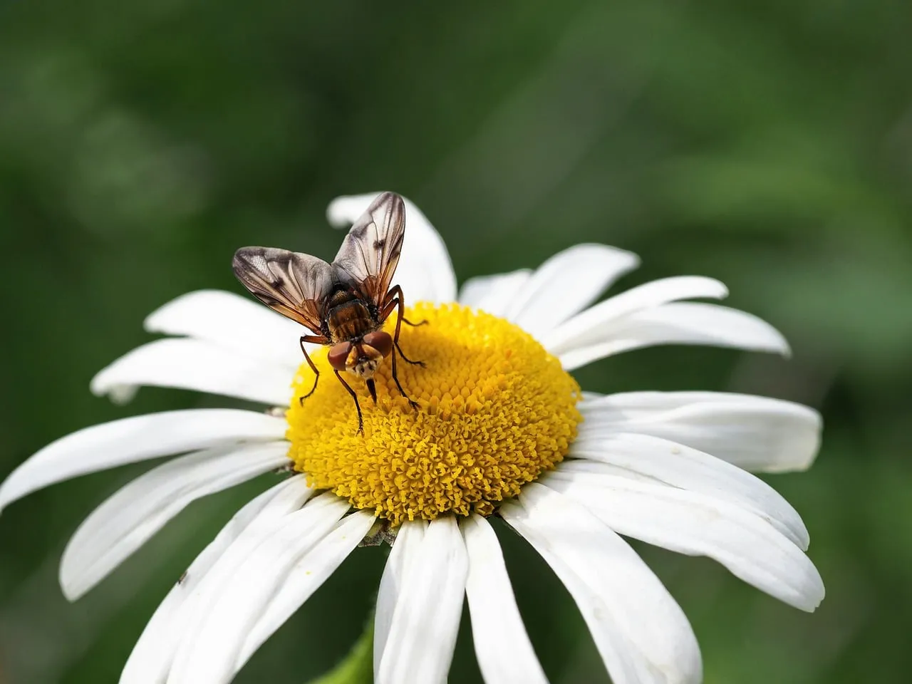 Vibrant Daisy Macro: Fly's Delicate Dance on Petals
