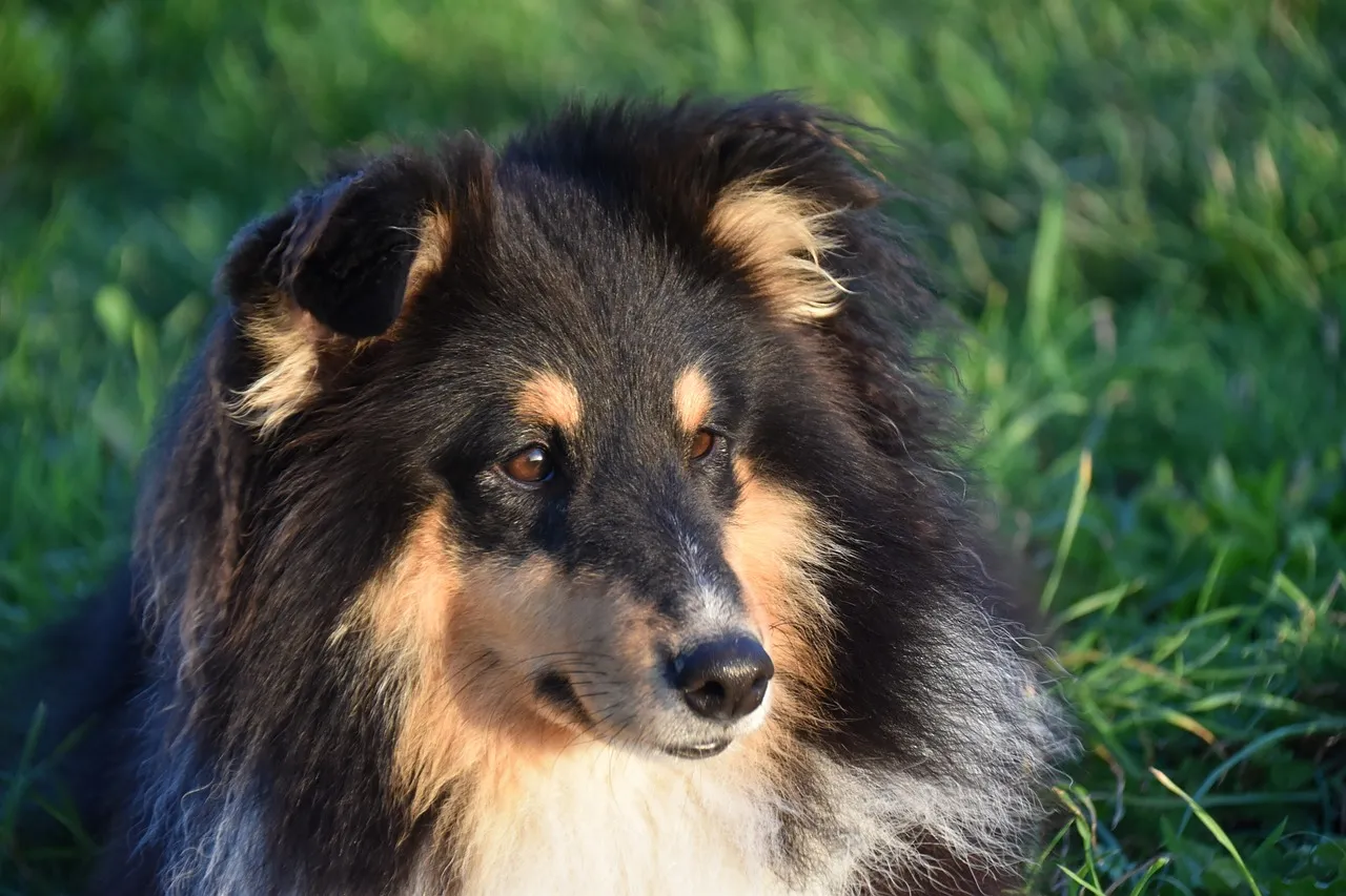 Majestic Tricolor Shetland Sheepdog Gazing Thoughtfully