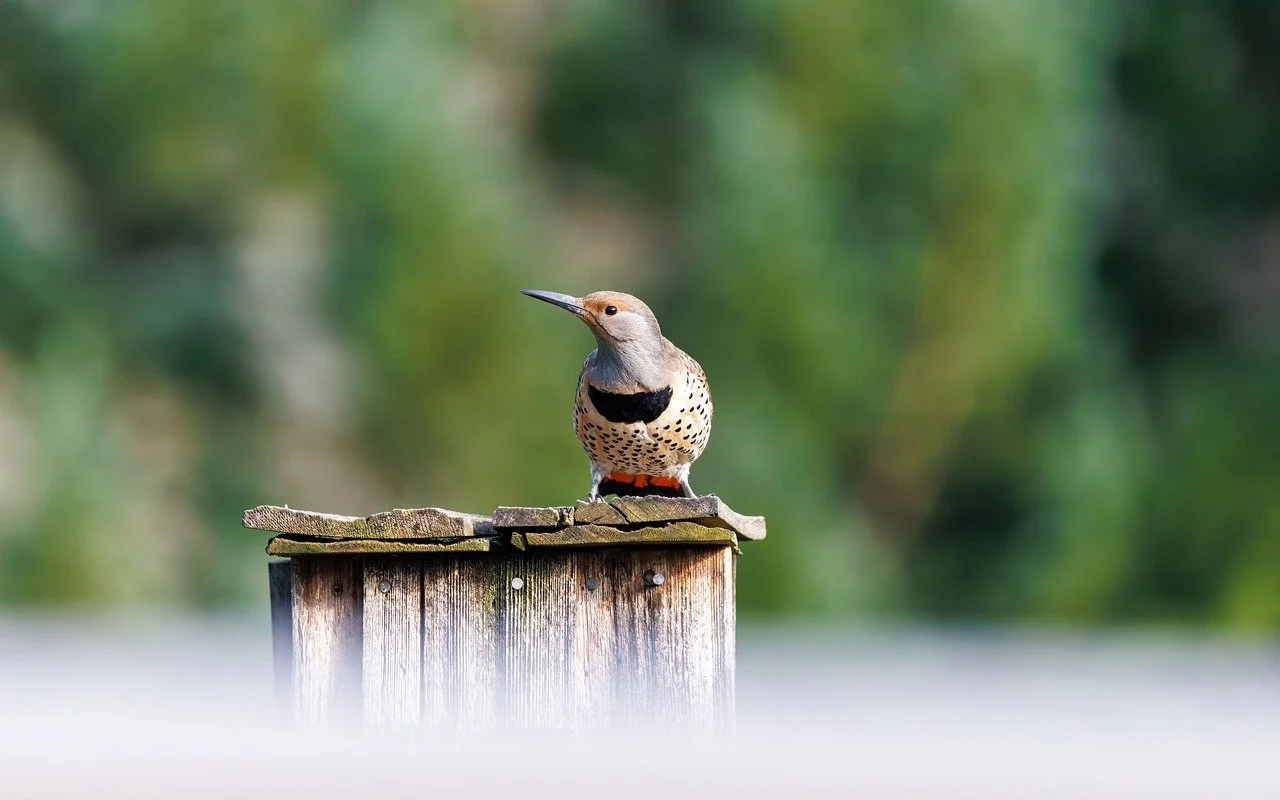 Vibrant Northern Flicker Perched: A Glimpse of Spring Wildlife