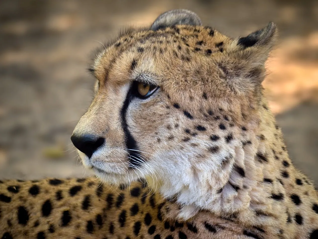 Majestic Cheetah Portrait: Nature's Ultimate Speed Demon