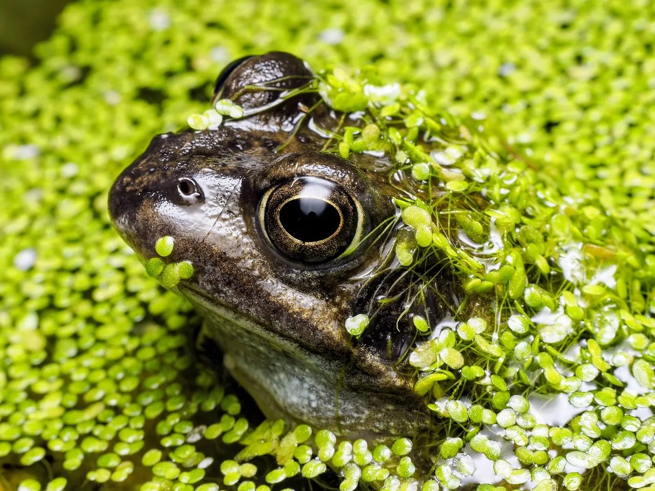 Enchanting Green Frog Blends Seamlessly in Pond Camouflage