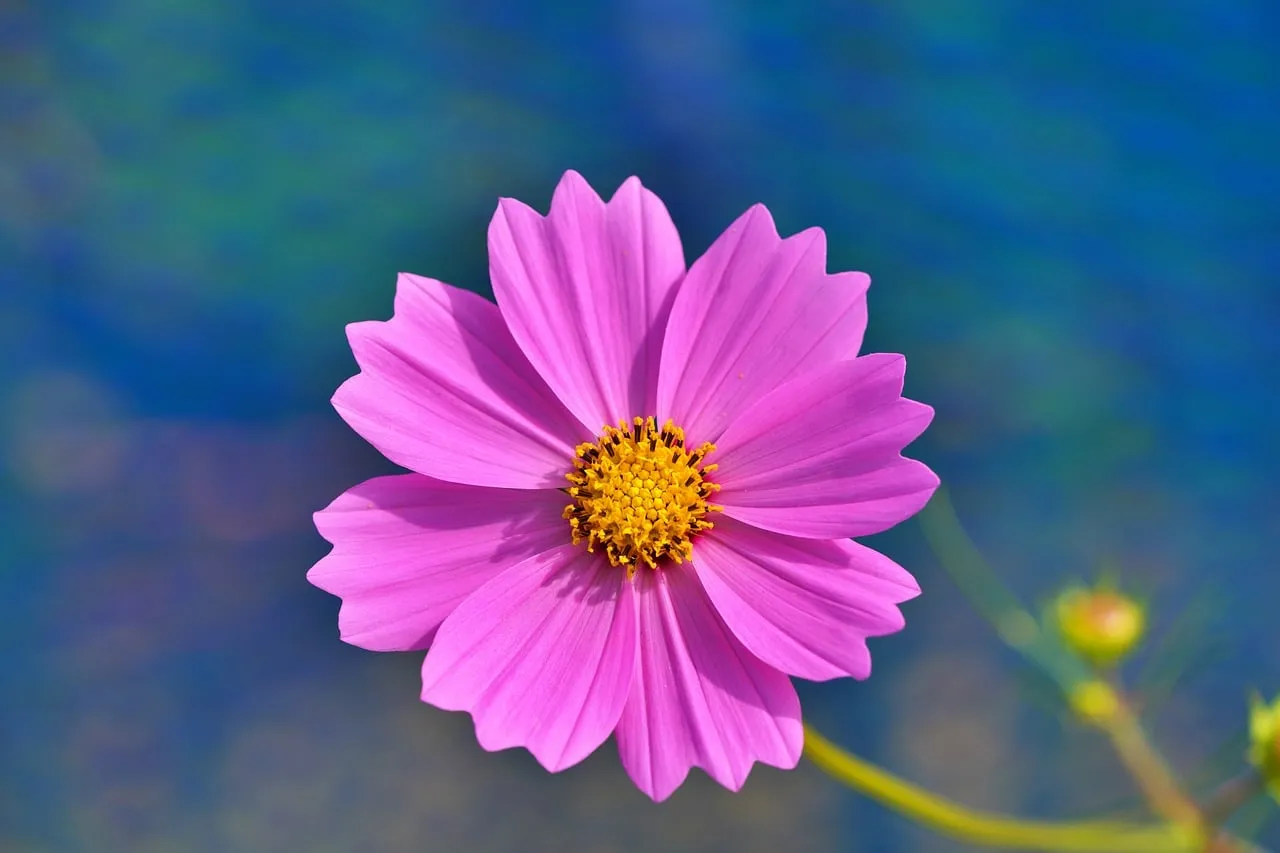 Vibrant Pink Cosmos: Delicate Summer Bloom in Macro