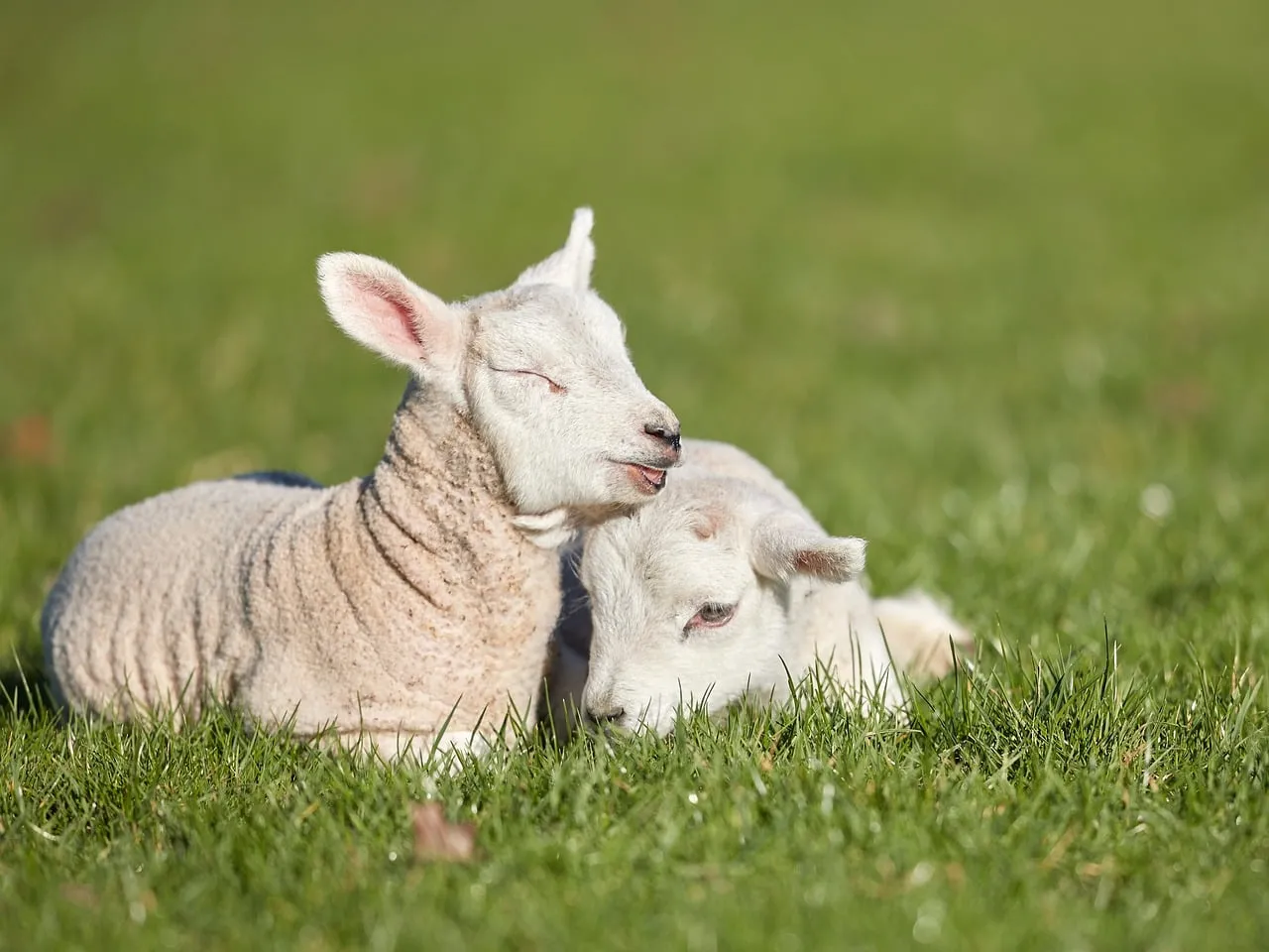 Adorable Lambs Relaxing in Sunny Spring Meadow