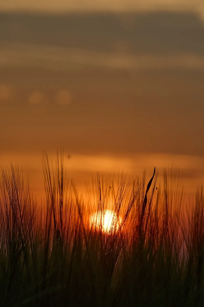 Golden Hour Glow: Tranquil Sunset Over Grassy Horizon