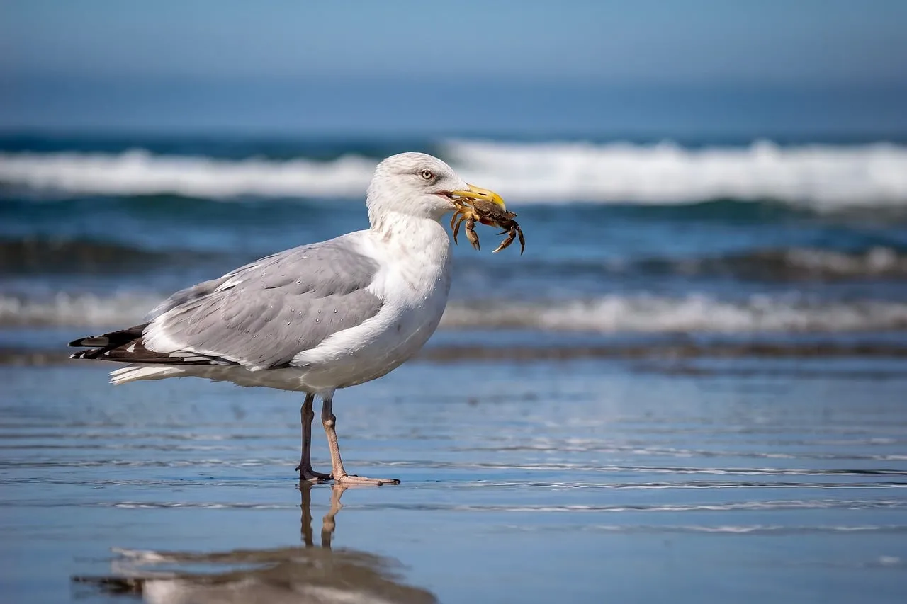 Dramatic Moment: Seagull Captures Crab on Sunny Beach