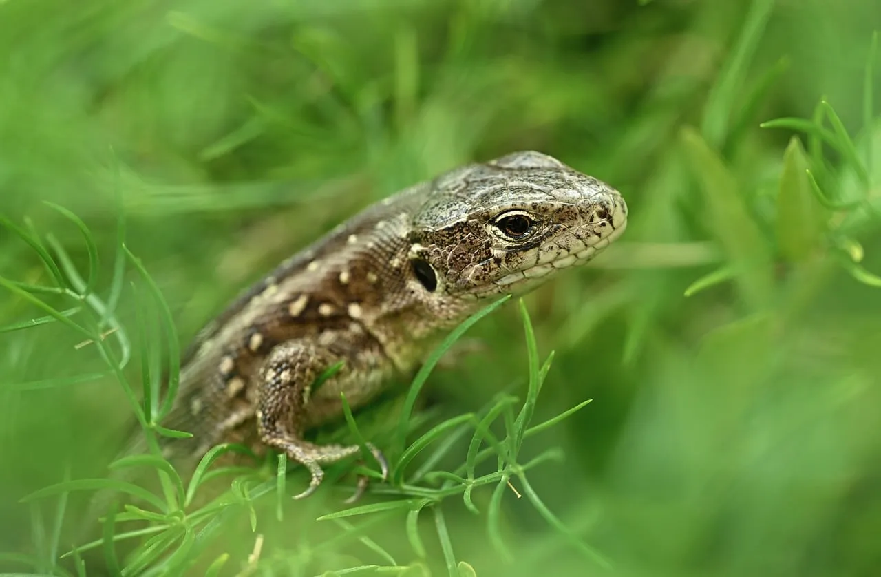 Hidden Gem: Lizard's Spring Camouflage in Lush Green
