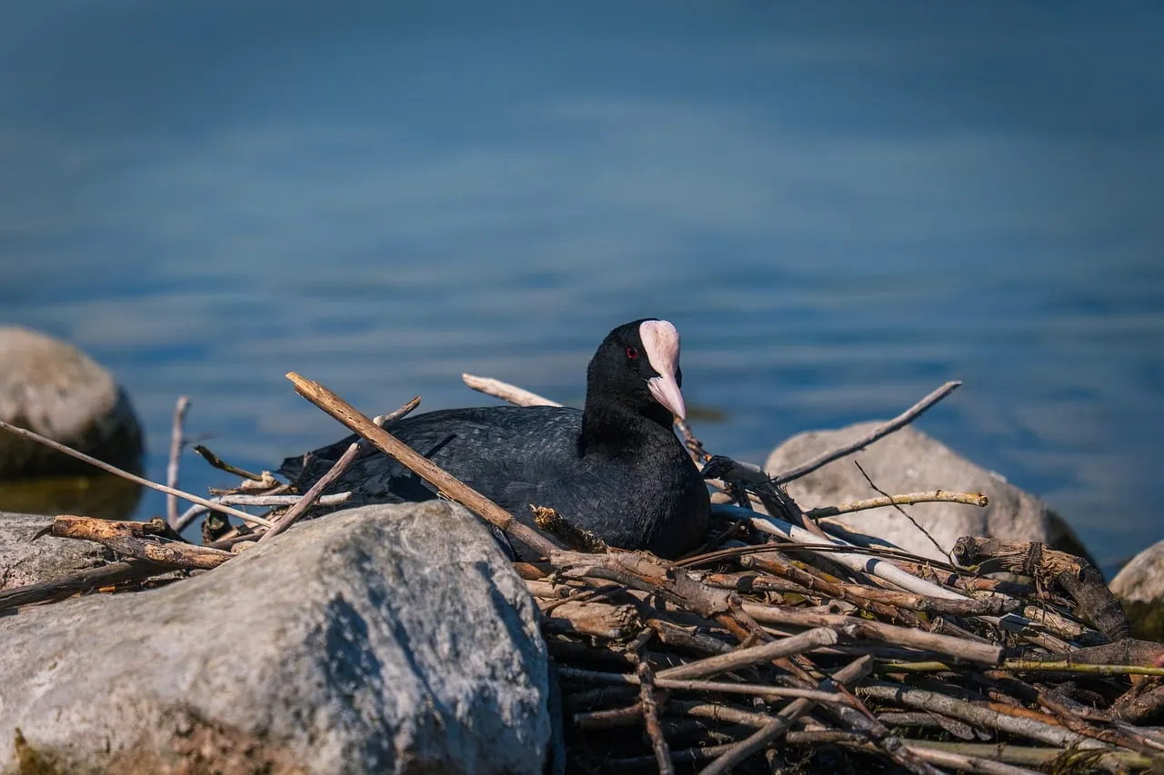 Serene Coots: Lakeside Nests and Spring Life