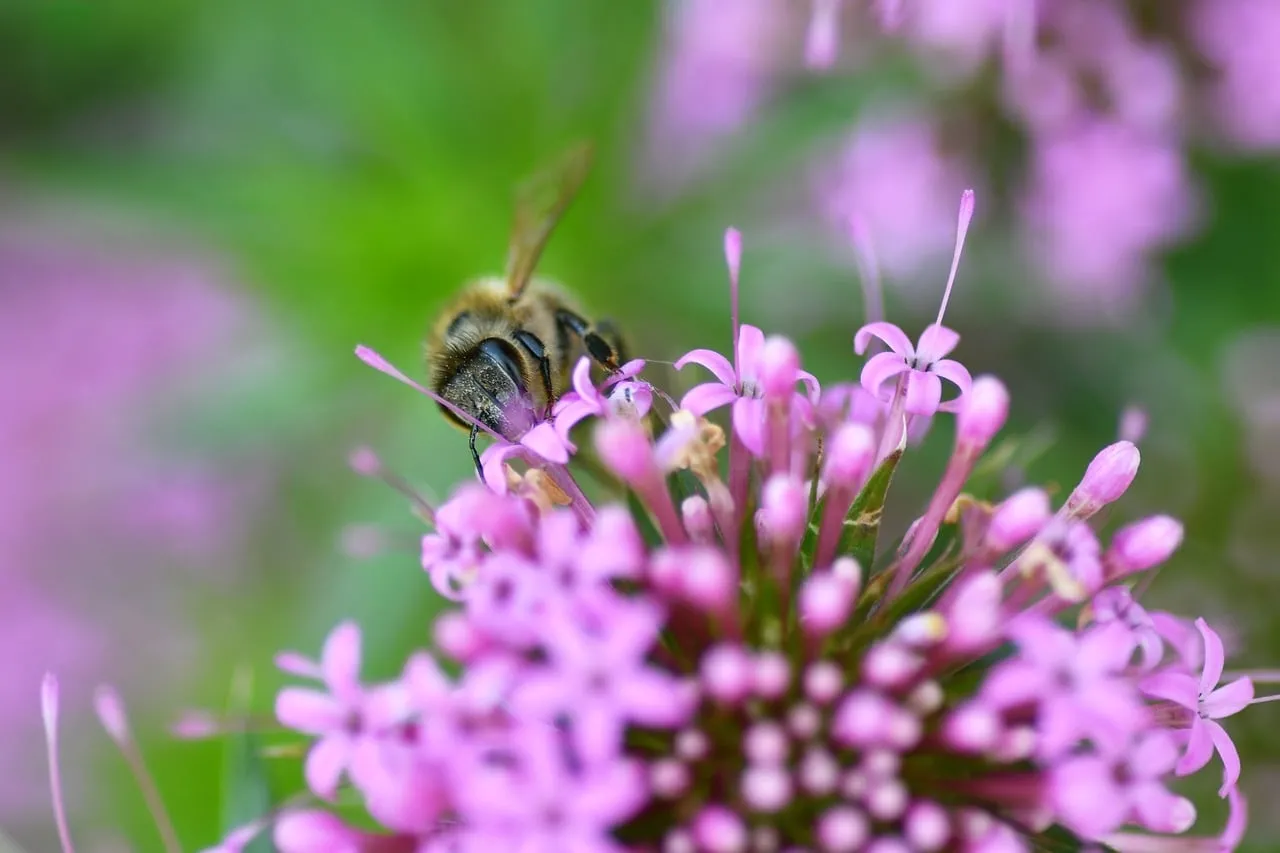 Vibrant Macro: Honey Bee Nectaring on Pink Flowers