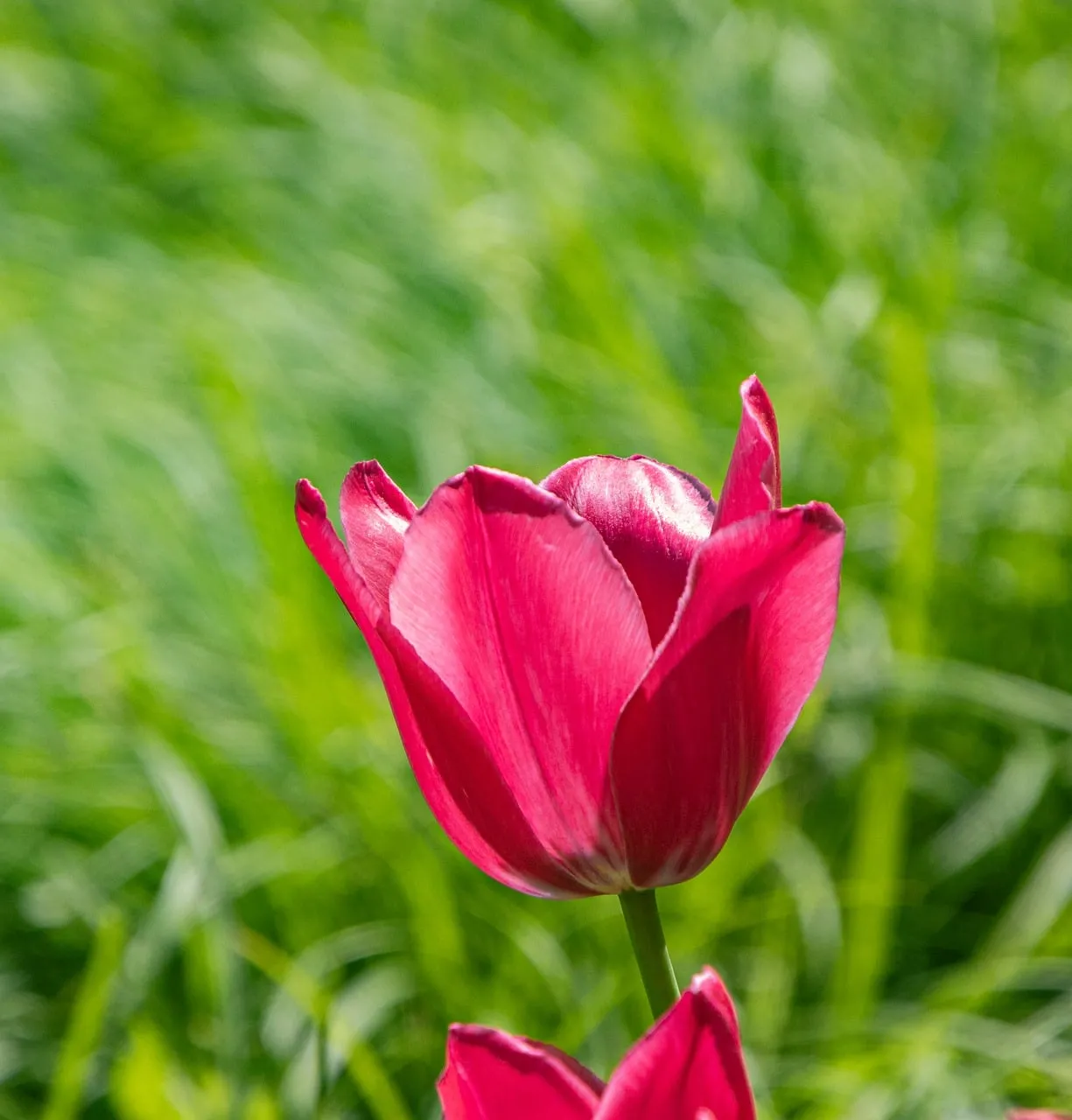 Vibrant Pink Tulip Bloom in a Sunny Spring Garden