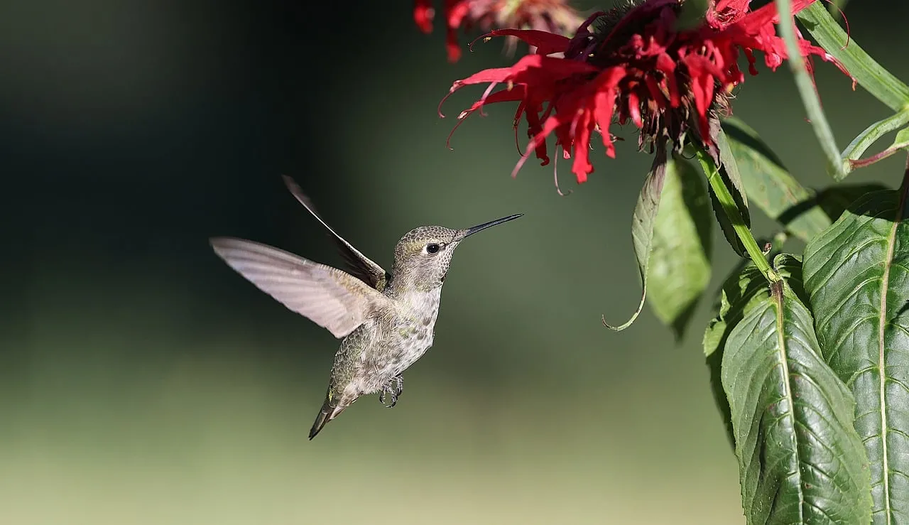 Vibrant Hummingbird Nectar Feast: A Nature's Delight