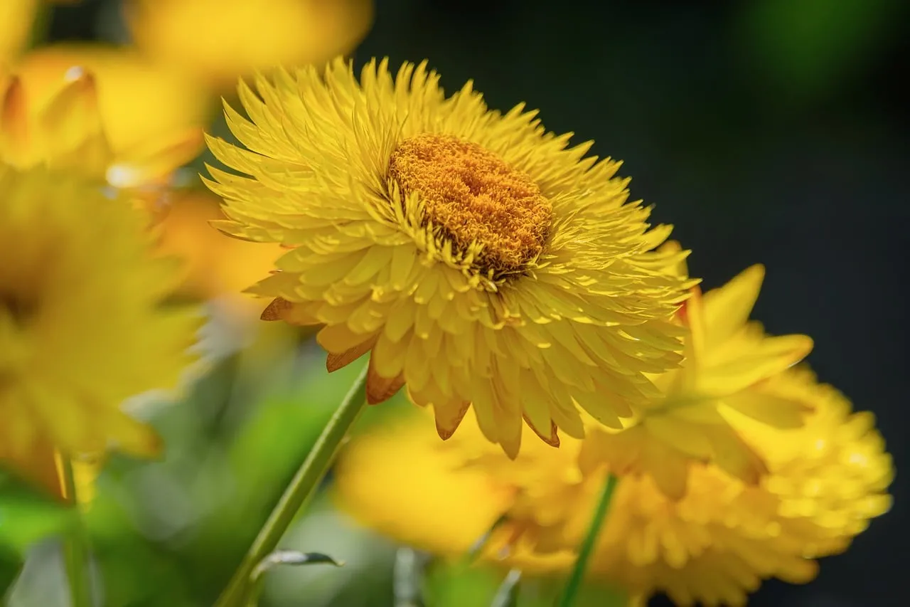 Vibrant Yellow Flower: Summer Garden Macro