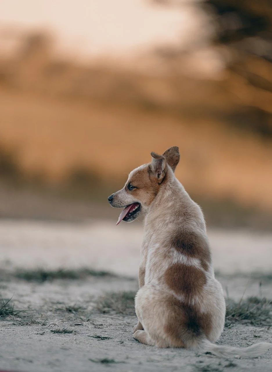 Charming Puppy's Golden Hour Gaze