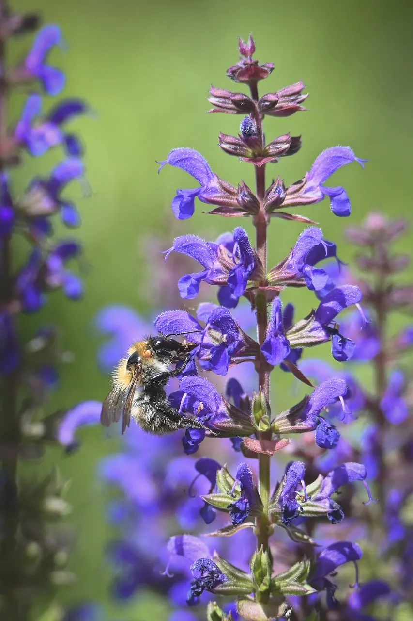 Vibrant Bumblebee Nectaring on Purple Wildflowers