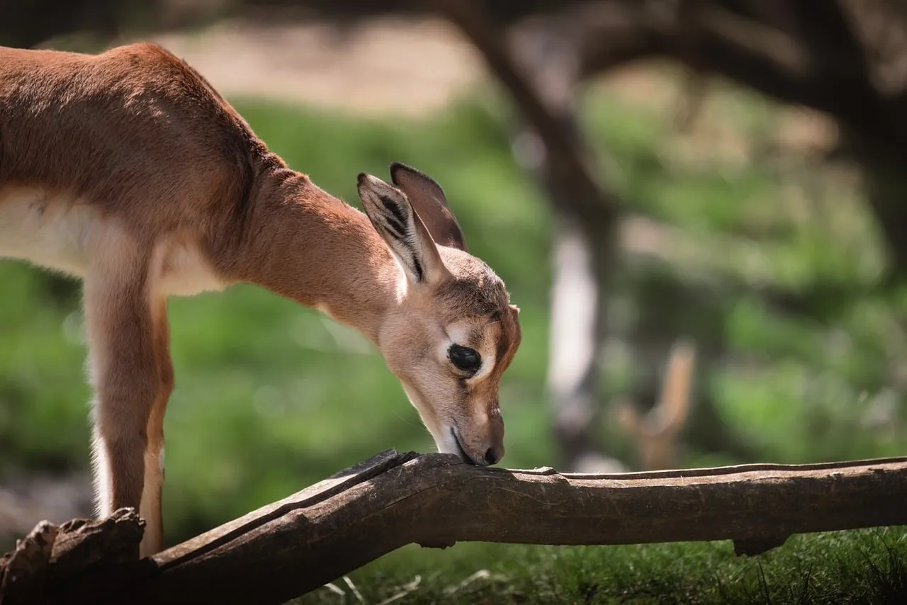 Charming Antelope Calf Exploring Nature's Wonders