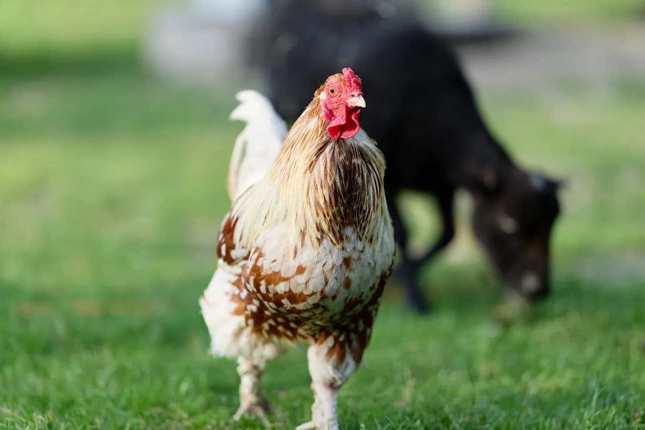 Vibrant Rooster Portrait: Farm Life in Clear Daytime