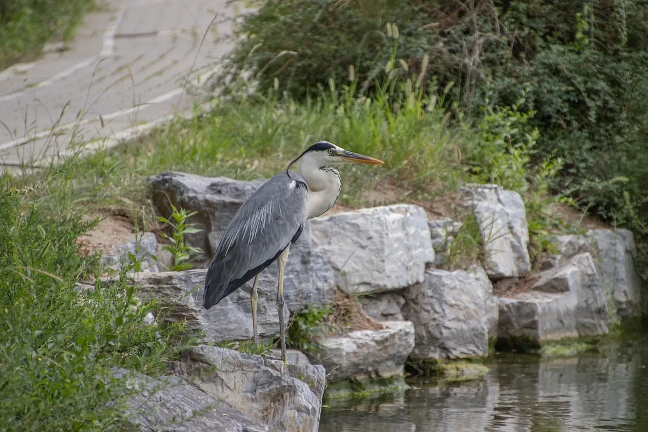 Majestic Grey Heron: Solitary Watcher by the Water's Edge