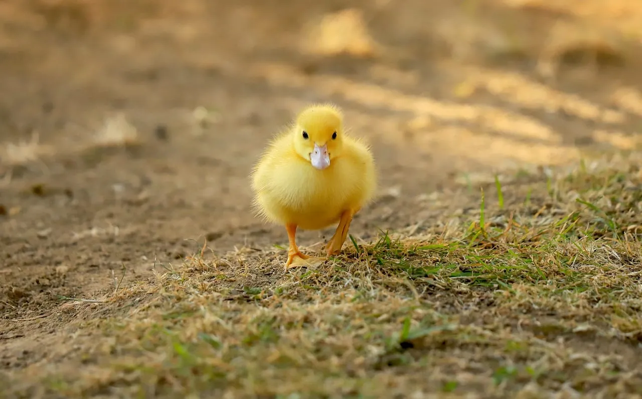 Adorable Yellow Duckling Strolling in Nature