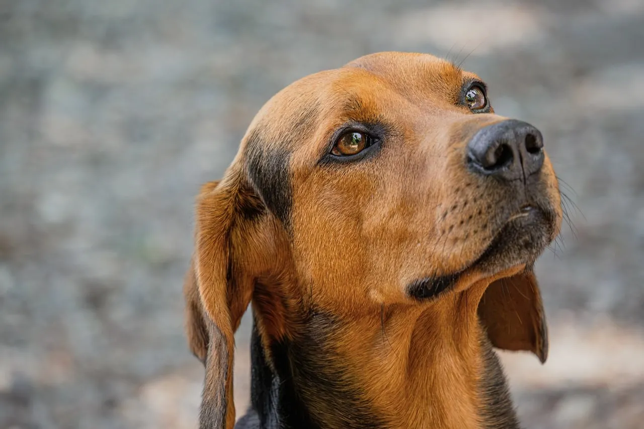 Charming Gaze: Curious Hound's Outdoor Portrait