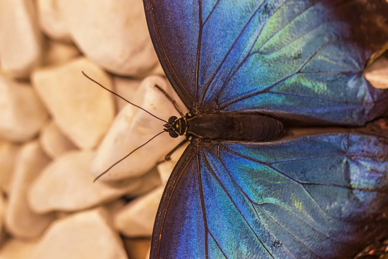 Stunning Blue Butterfly Wings: A Macro Nature's Masterpiece