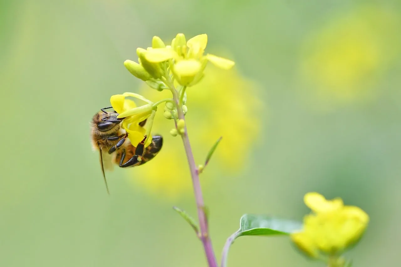 Vibrant Macro: Busy Bee Pollinating Yellow Canola Flower