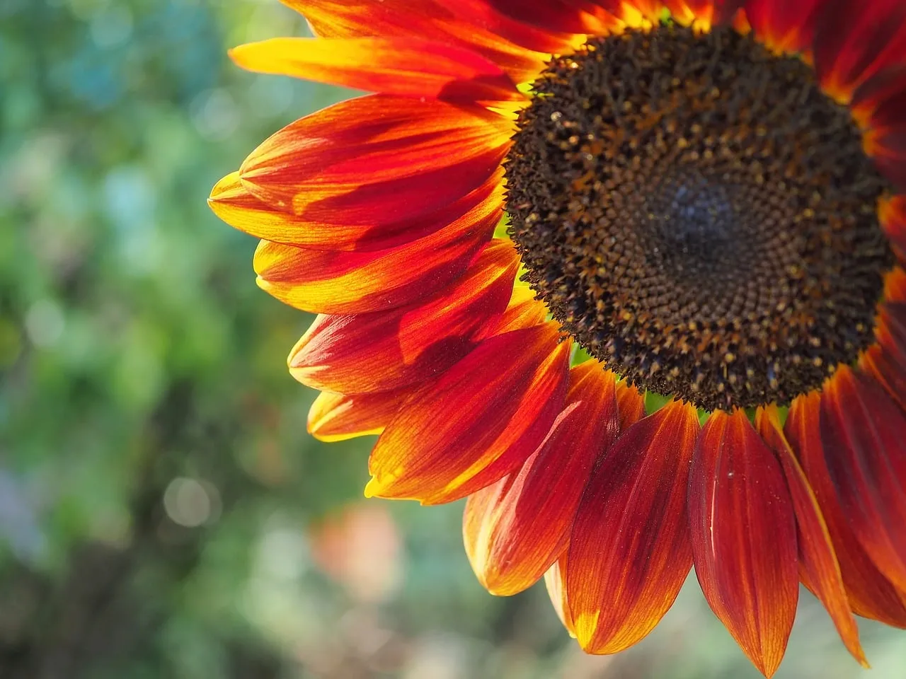 Vibrant Red & Yellow Sunflower: A Close-Up of Summer's Fiery Bloom