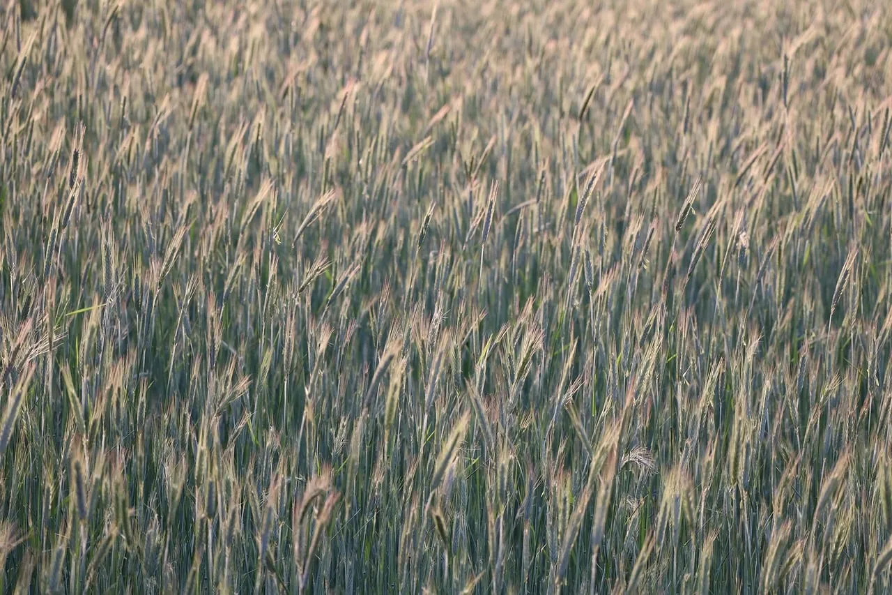 Vibrant Green Rye Field: A Serene Agricultural Landscape