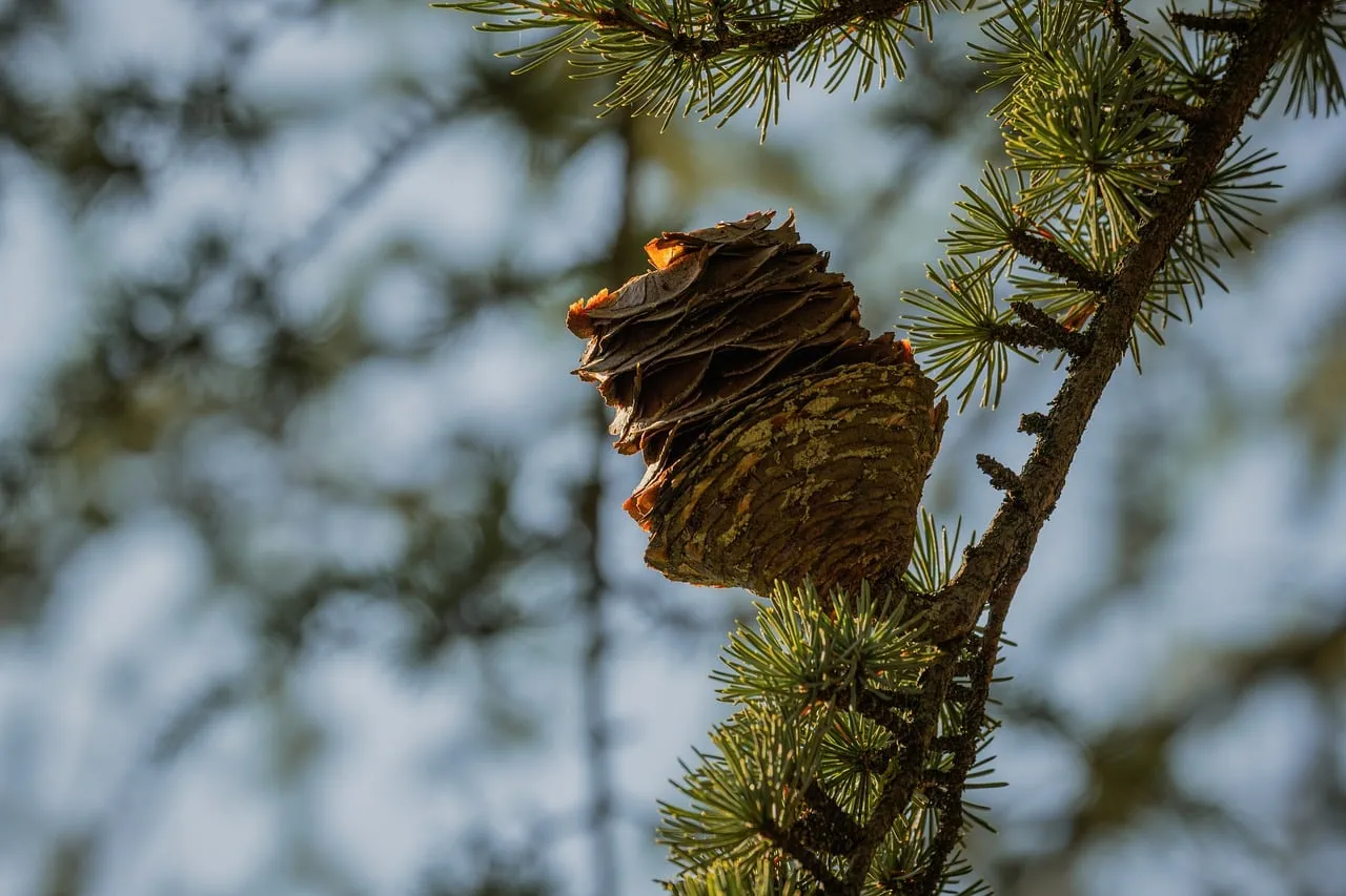 Enchanting Forest Close-up: Detailed Pinecone Resting on a Branch