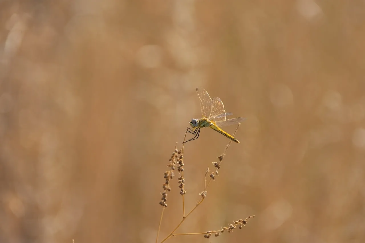 Enchanting Dragonfly Resting: Nature's Delicate Balance