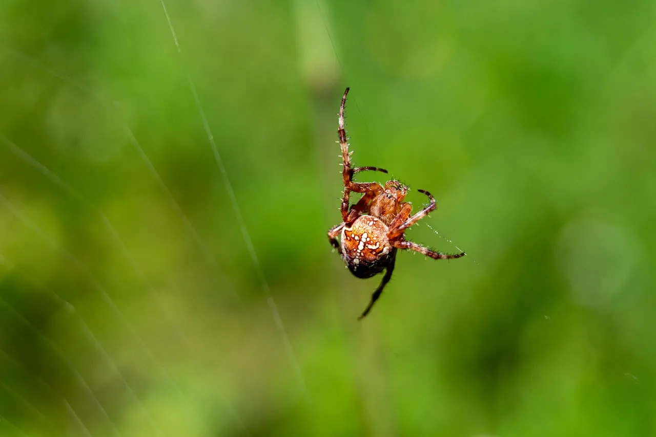 Intricate Hunter: Macro Spider on Web in Lush Green