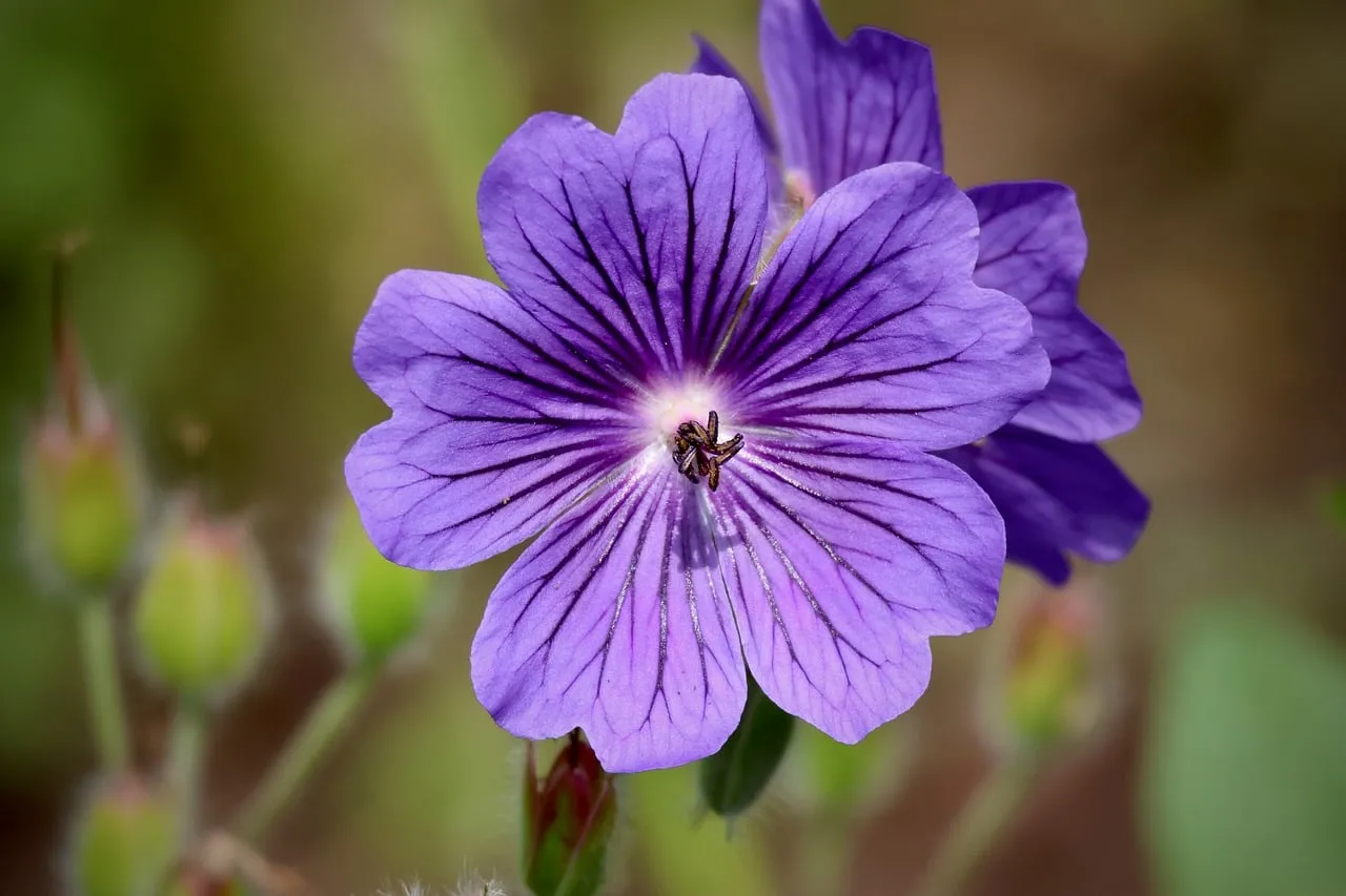 Vibrant Purple Geranium: Macro Blossom in Full Bloom