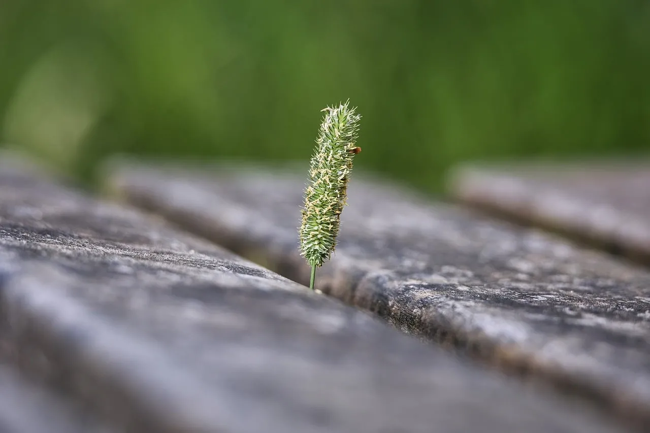 Vibrant Resilience: A Lone Blade of Grass