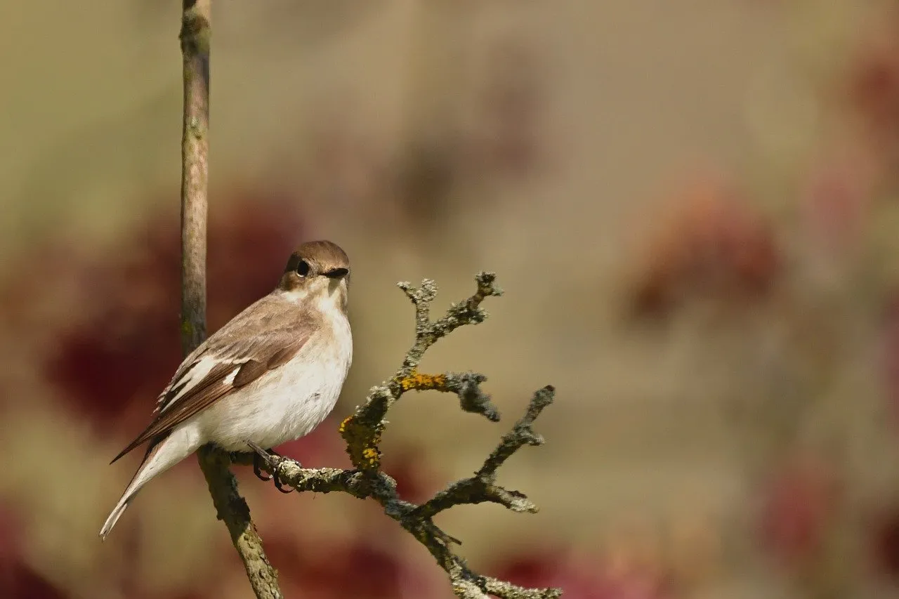 Charming Songbird Perched: A Glimpse of Spring's Melody