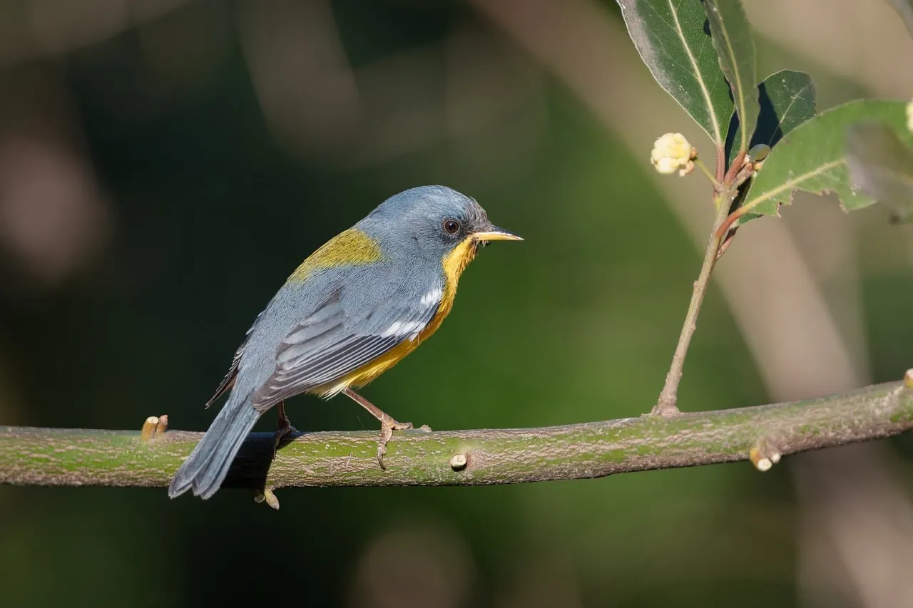 Vibrant Hawaiian Thrush: Nature's Colorful Perching Bird