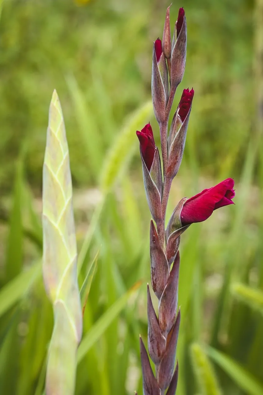 Vibrant Red Gladiolus Buds: A Promise of Summer Blooms