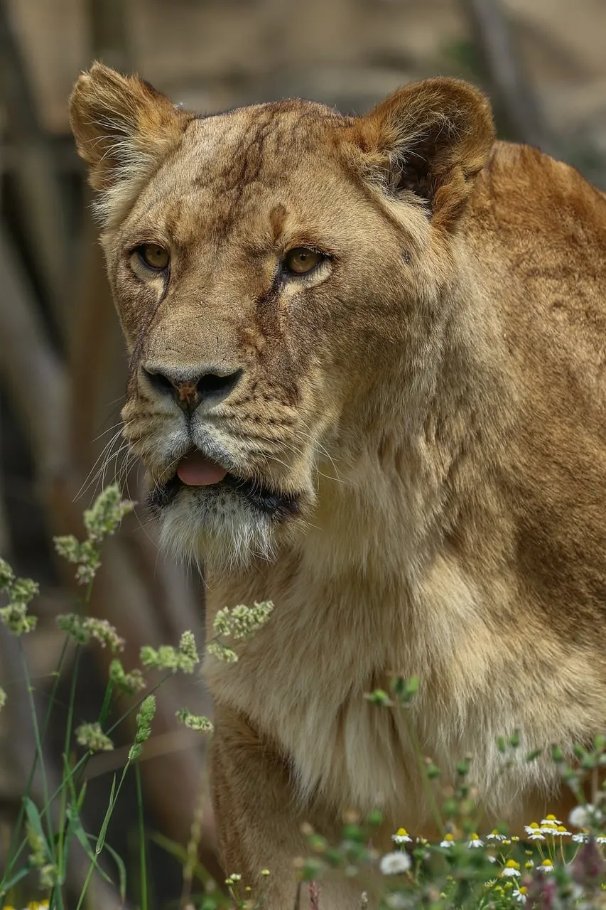 Majestic Lioness: Queen of the Savanna's Golden Hour