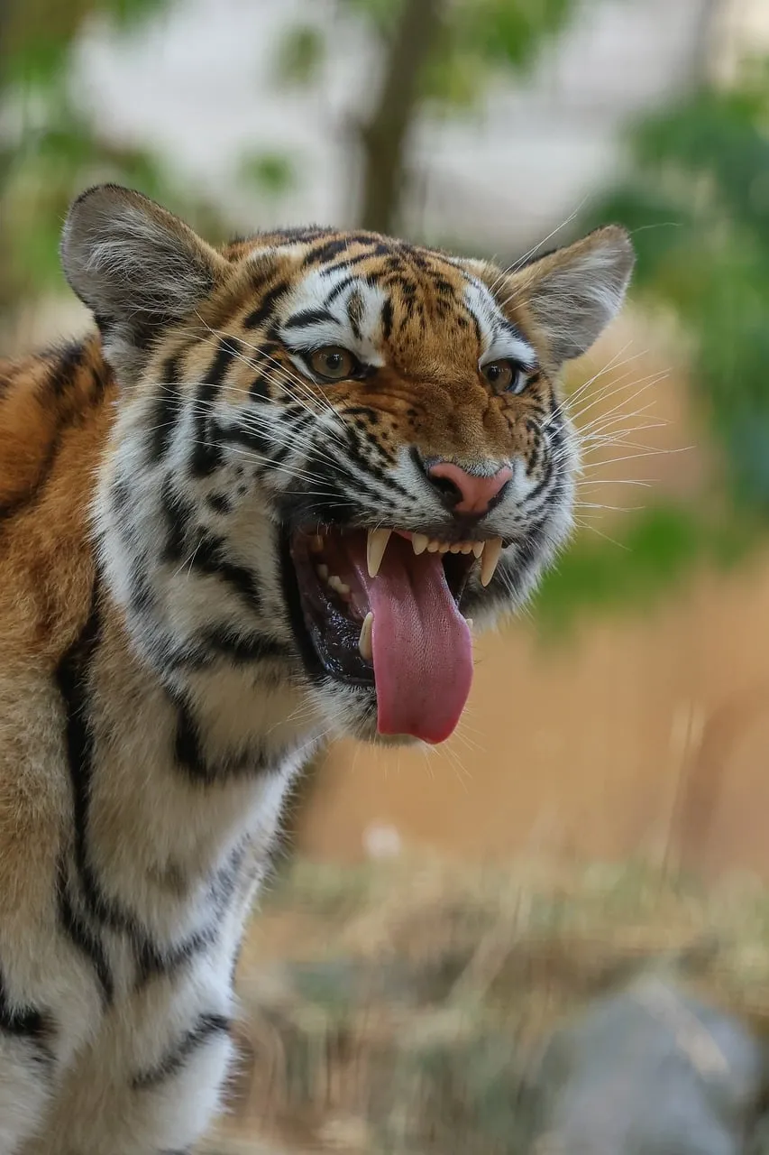 Fierce Roar: Majestic Tiger's Untamed Power Unleashed
