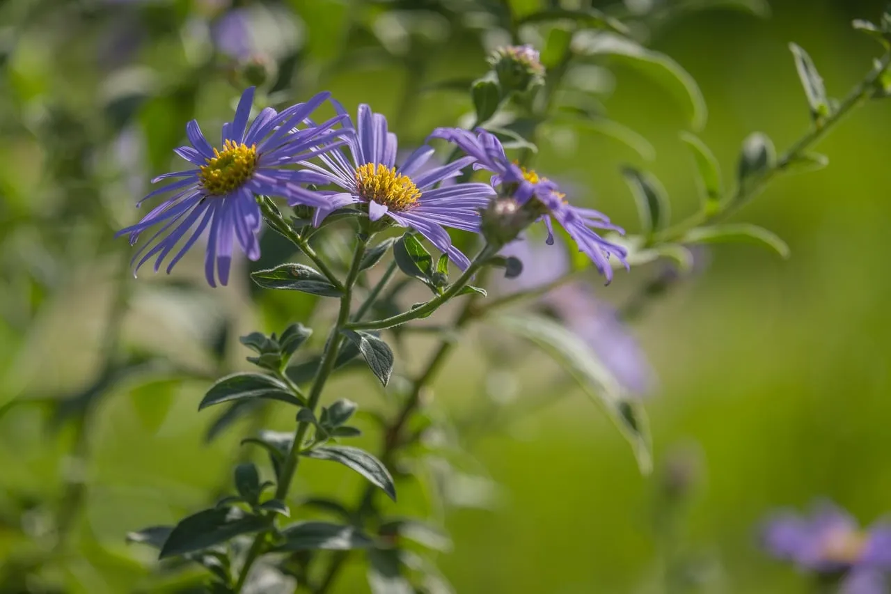 Vibrant Purple Aster Blooms in Summer Garden Macro