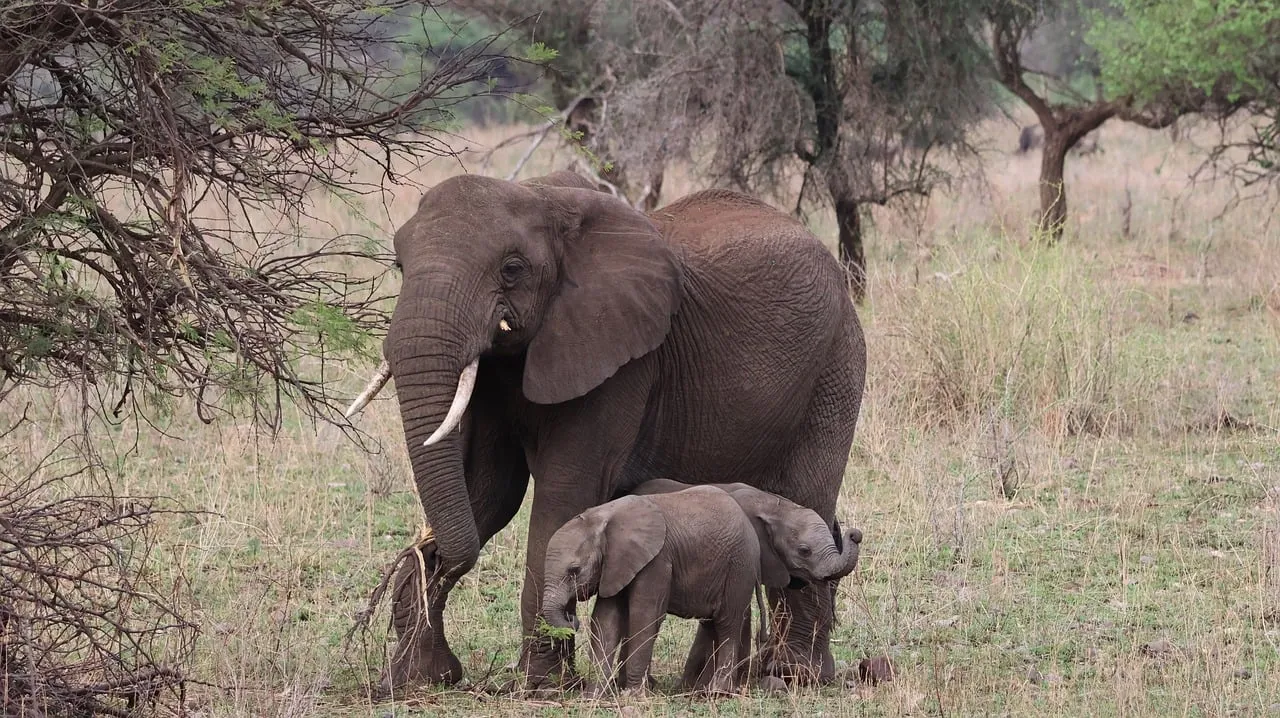Tender Embrace: Mother and Baby Elephants in Serengeti's Wild