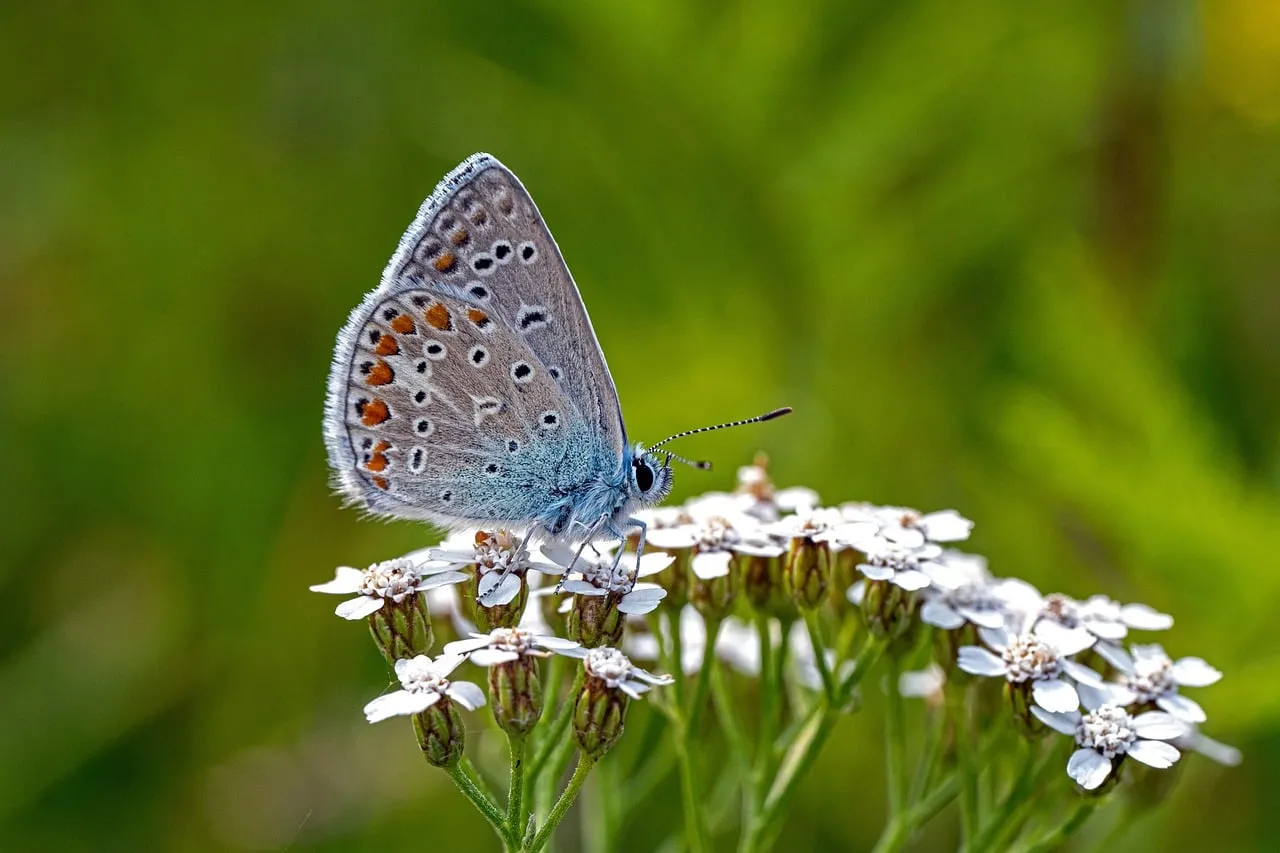 Stunning Blue Butterfly resting on delicate white flowers in summer.