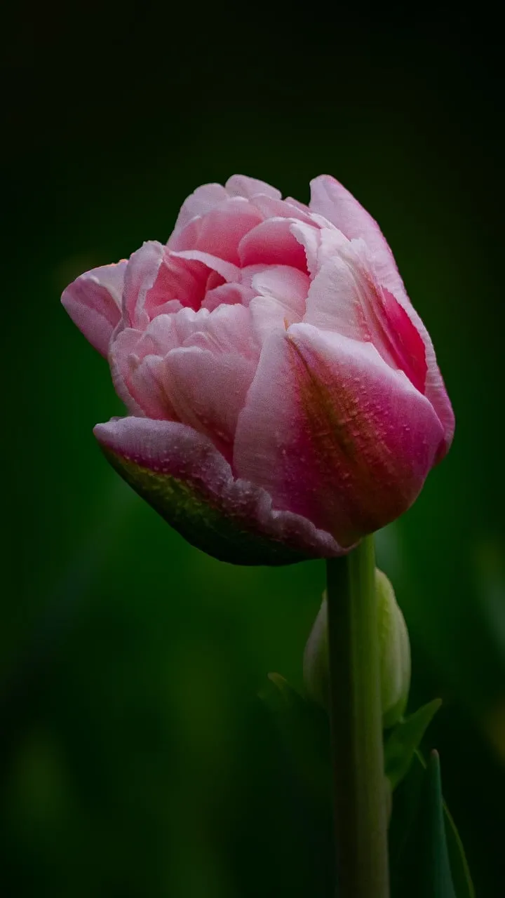 Delicate Pink Rose Bud: A Macro Spring Beauty