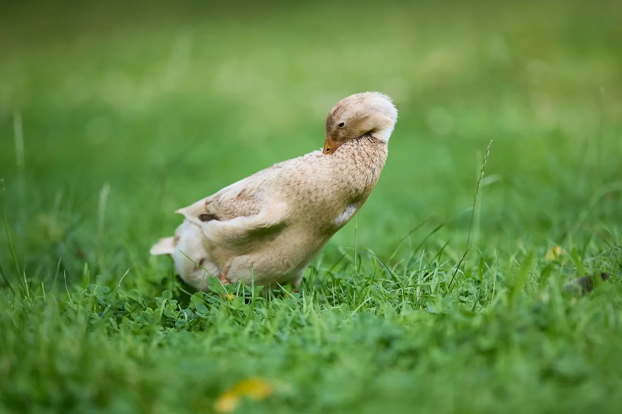 Graceful Indian Runner Duck Preening in Lush Green Meadow