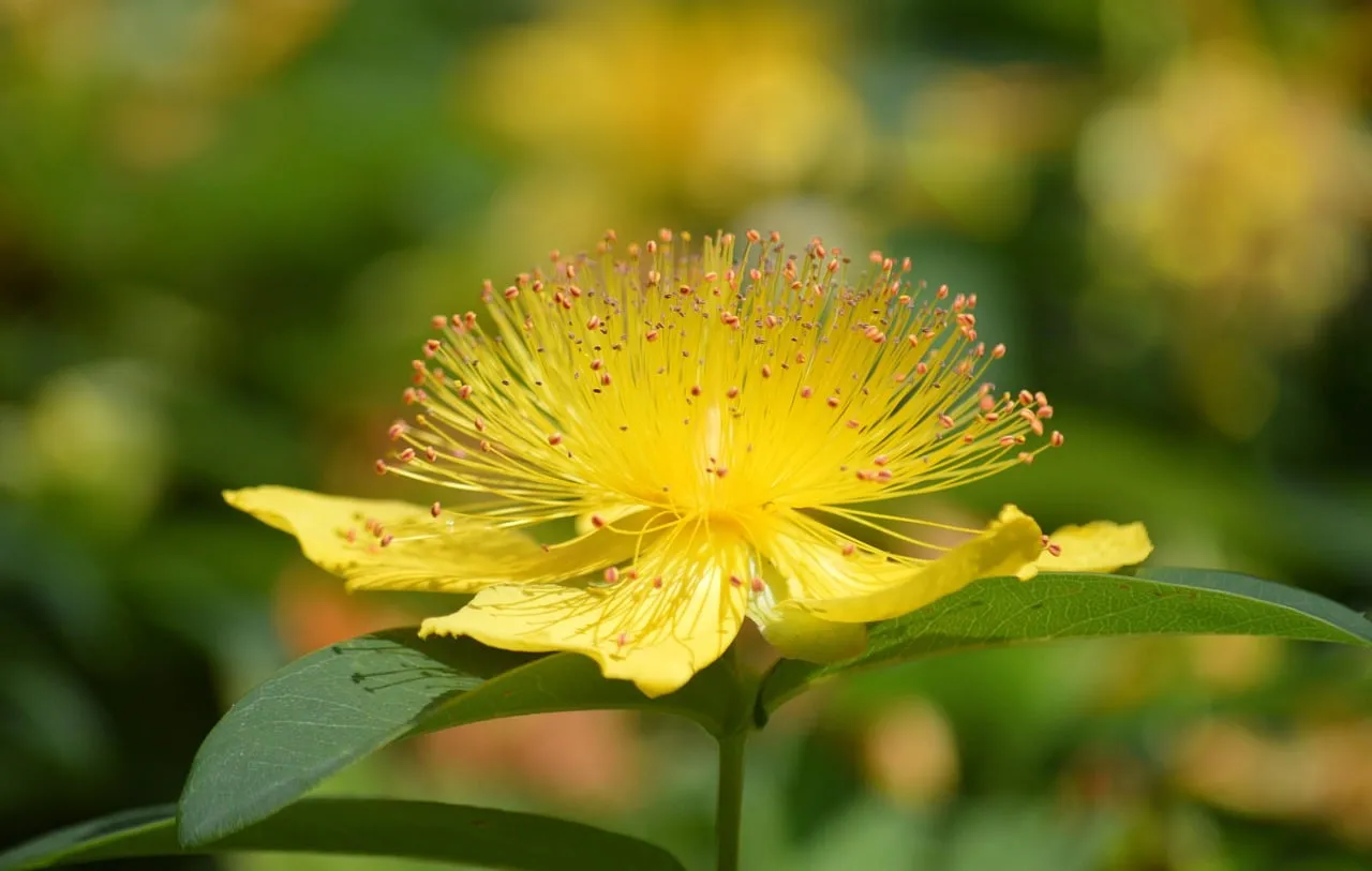 Vibrant Yellow Hypericum Calycinum Blooms in Sunlit Garden