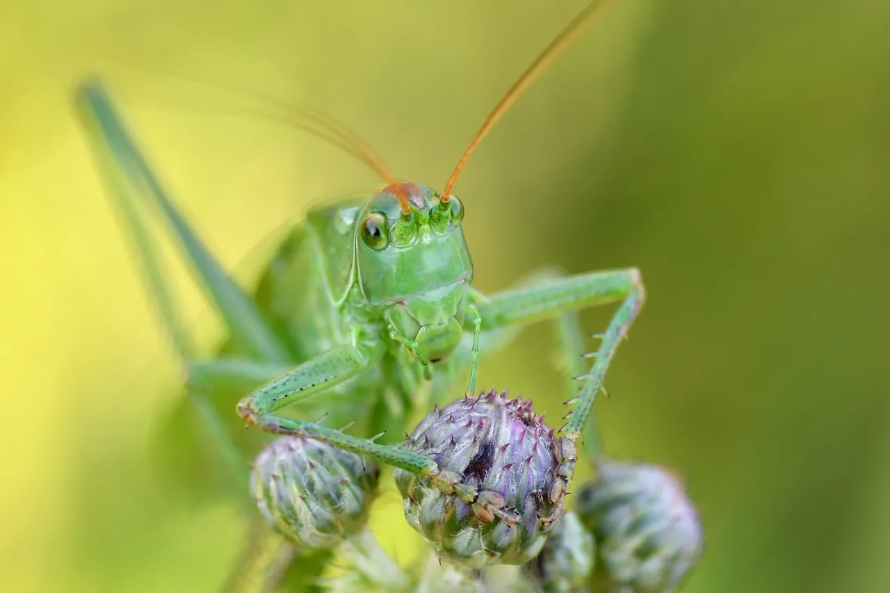 Vibrant Green Grasshopper Macro on Thistle Bud