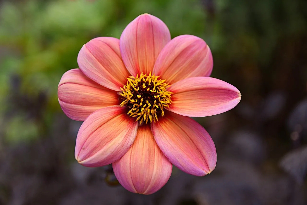 Vibrant Pink Dahlia: Nature's Macro Beauty