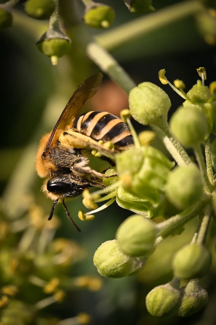 Vibrant Macro: Honey Bee Pollinating Spring Blooms