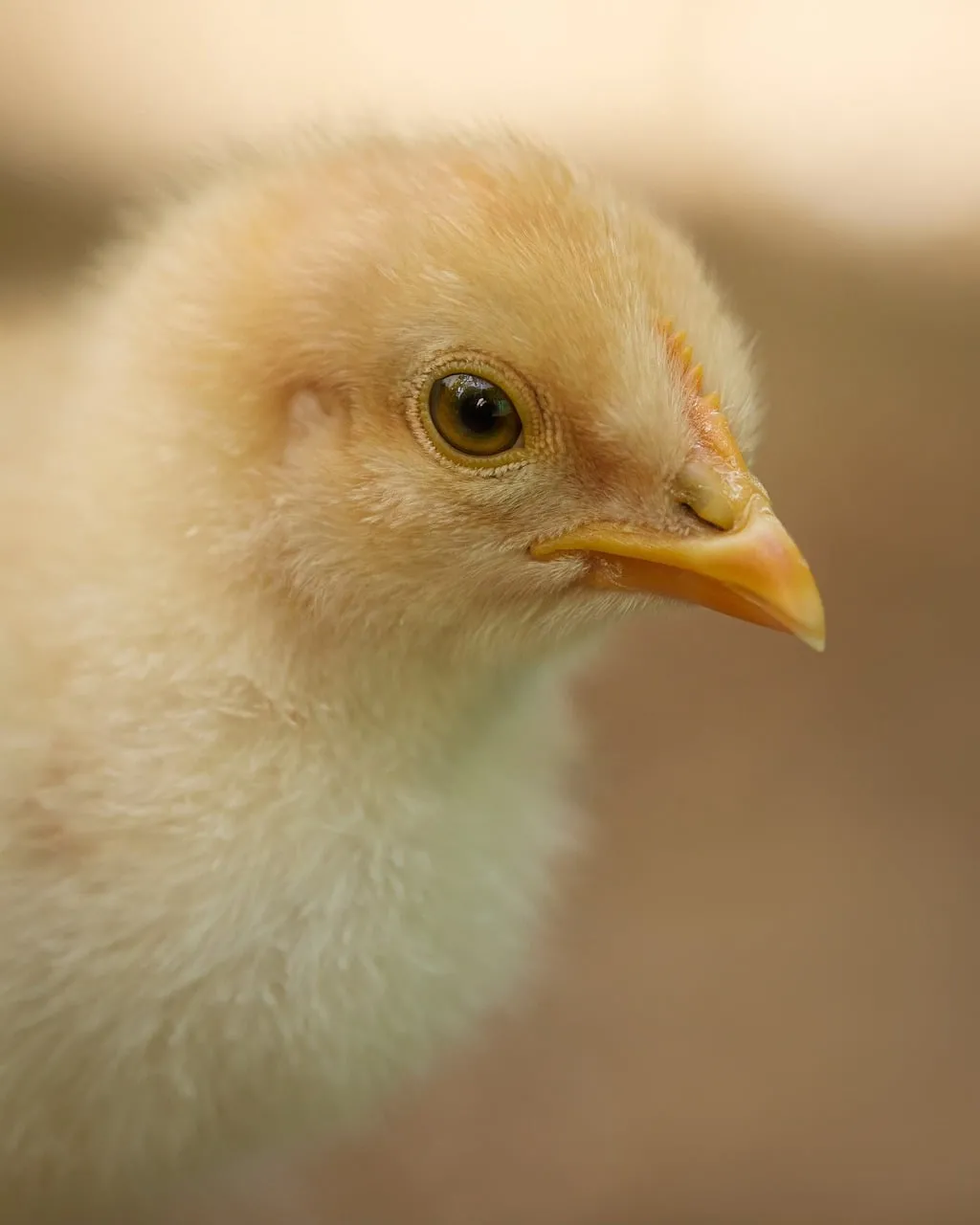 Adorable Fluffy Newborn Chick: A Symbol of Spring's Innocence