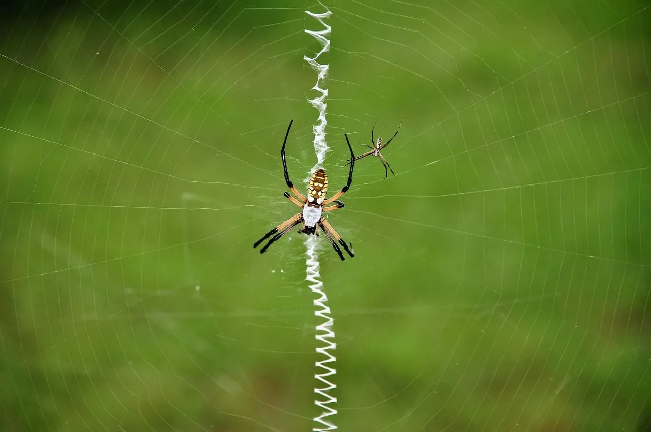 Intricate Orb Weaver: Nature's Predator on a Green Canvas
